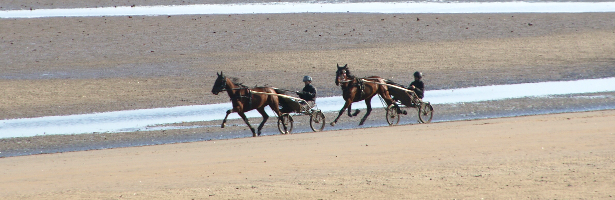 Sainte Marie du Mont chevaux sur la plage