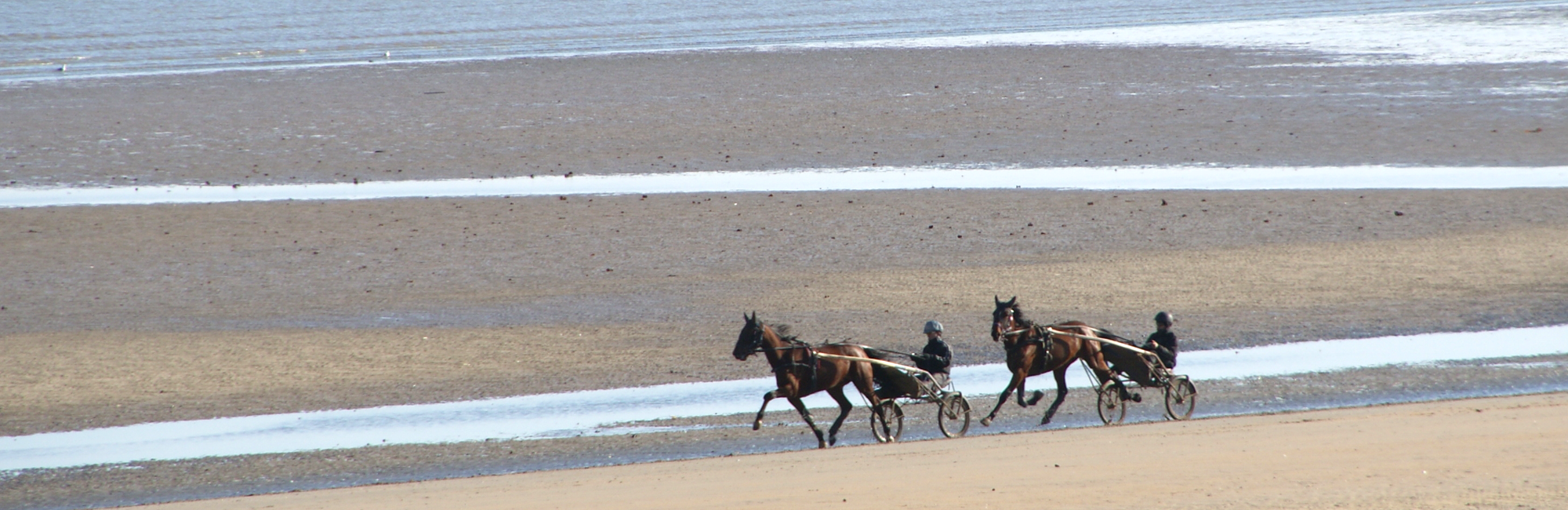 Sainte Marie du Mont chevaux sur la plage